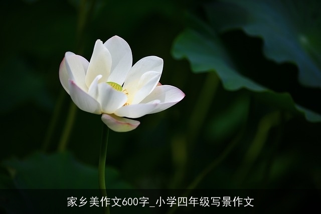 家乡美作文600字_小学四年级写景作文