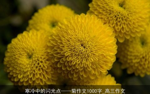 寒冷中的闪光点——菊作文1000字_高三作文