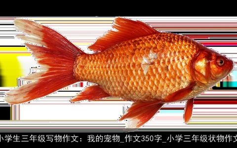 小学生三年级写物作文：我的宠物_作文350字_小学三年级状物作文