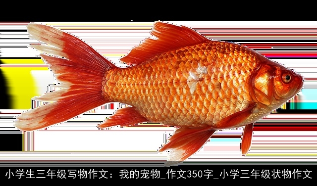 小学生三年级写物作文：我的宠物_作文350字_小学三年级状物作文