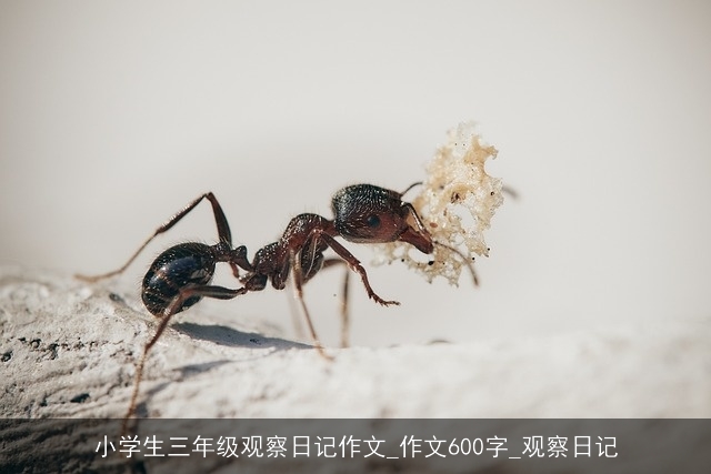 小学生三年级观察日记作文_作文600字_观察日记