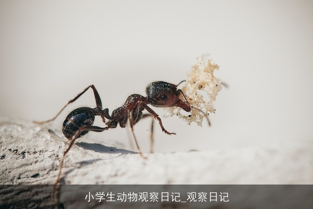 小学生动物观察日记_观察日记