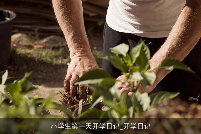 小学生第一天开学日记_开学日记