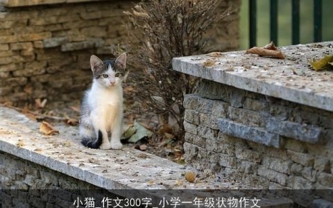 小猫_作文300字_小学一年级状物作文