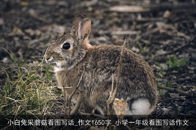 小白兔采蘑菇看图写话_作文1650字_小学一年级看图写话作文