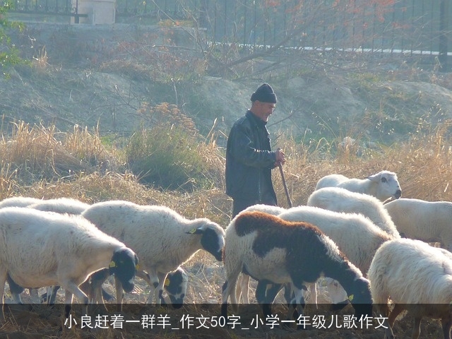 小良赶着一群羊_作文50字_小学一年级儿歌作文