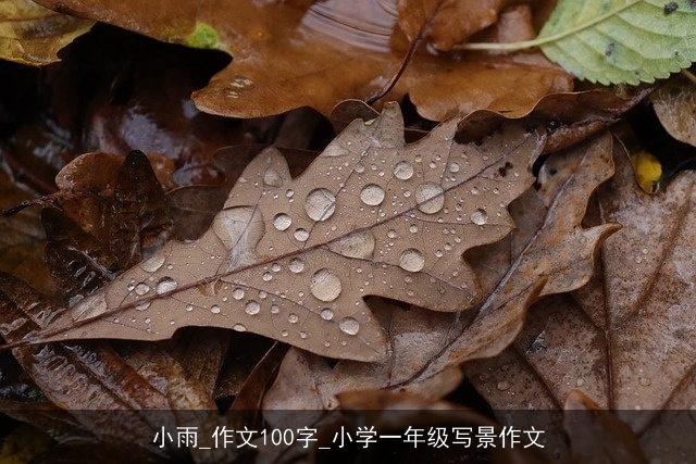 小雨_作文100字_小学一年级写景作文