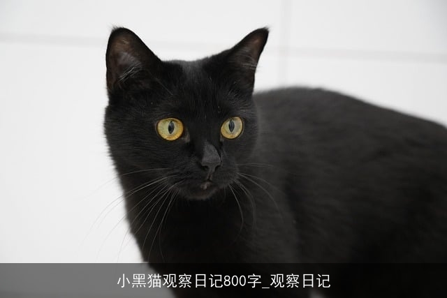 小黑猫观察日记800字_观察日记