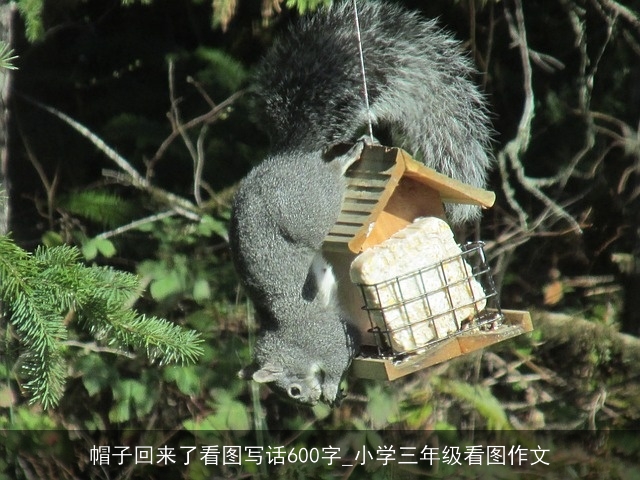 帽子回来了看图写话600字_小学三年级看图作文