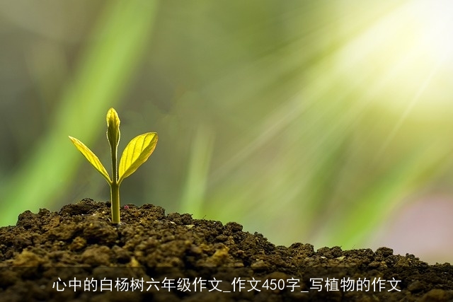 心中的白杨树六年级作文_作文450字_写植物的作文