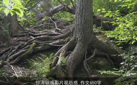 惊涛骇浪影片观后感_作文650字