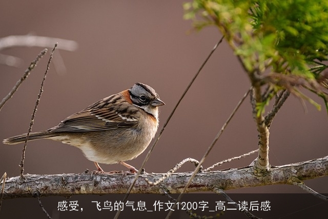 感受，飞鸟的气息_作文1200字_高二读后感