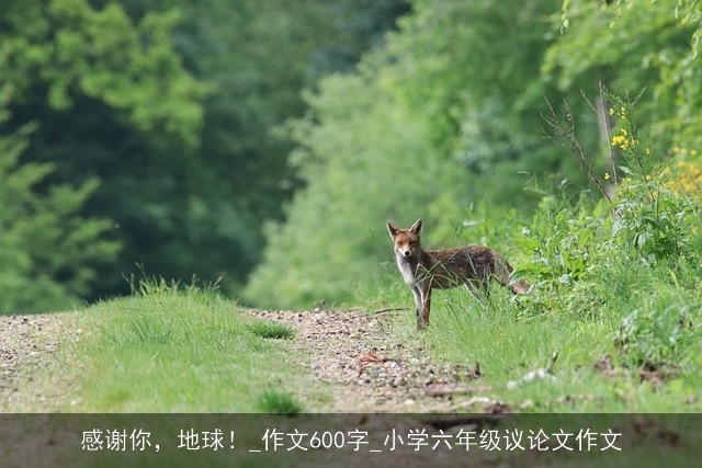 感谢你，地球！_作文600字_小学六年级议论文作文