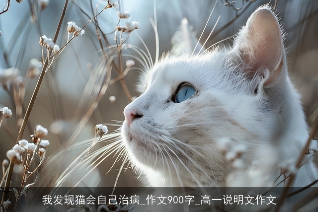 我发现猫会自己治病_作文900字_高一说明文作文