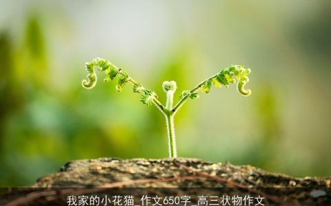 我家的小花猫_作文650字_高三状物作文