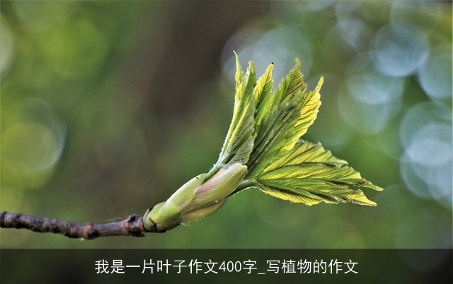 我是一片叶子作文400字_写植物的作文