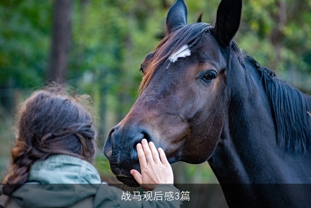 战马观后感3篇