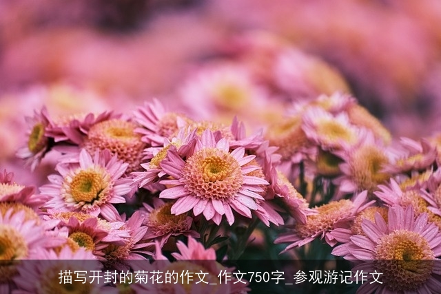 描写开封的菊花的作文_作文750字_参观游记作文