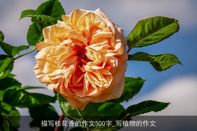 描写桂花香的作文500字_写植物的作文