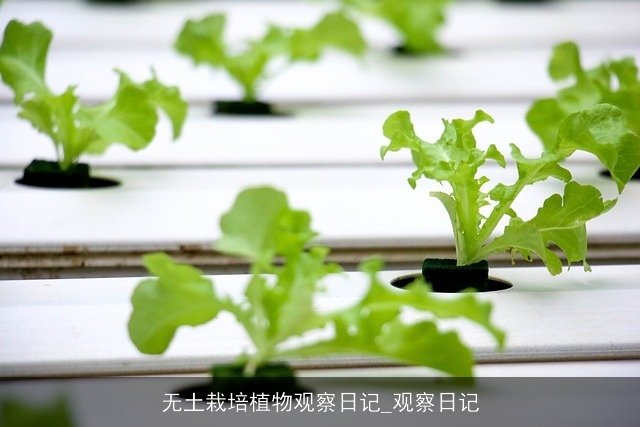 无土栽培植物观察日记_观察日记