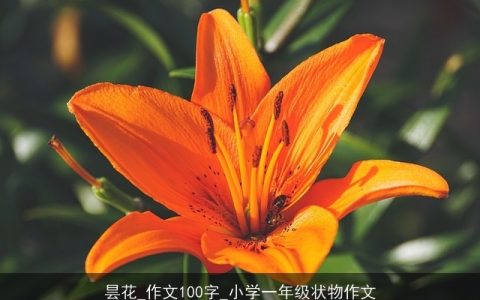 昙花_作文100字_小学一年级状物作文