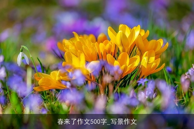 春来了作文500字_写景作文