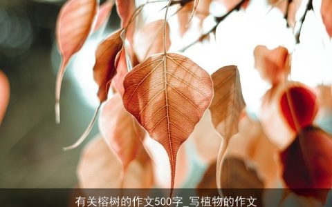 有关榕树的作文500字_写植物的作文