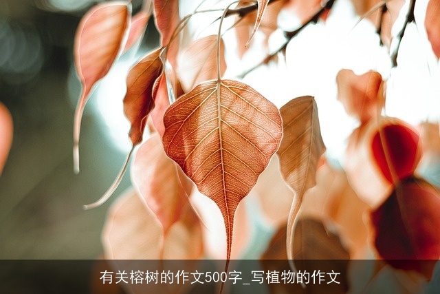 有关榕树的作文500字_写植物的作文