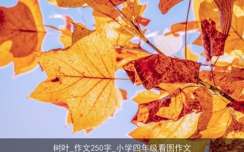 树叶_作文250字_小学四年级看图作文