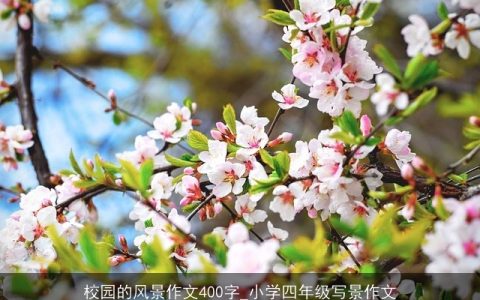 校园的风景作文400字_小学四年级写景作文