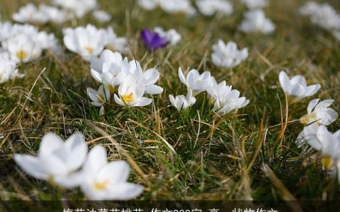 梅花油菜花桃花_作文900字_高一状物作文