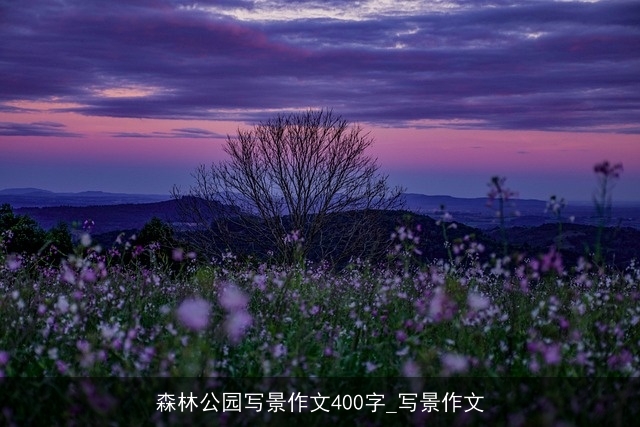 森林公园写景作文400字_写景作文