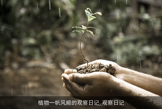 植物一帆风顺的观察日记_观察日记