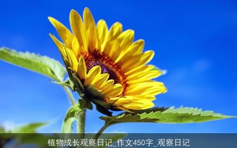 植物成长观察日记_作文450字_观察日记