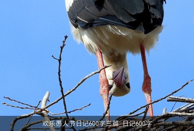 欢乐愚人节日记600字三篇_日记600字