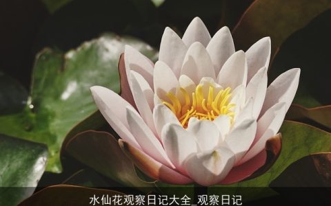 水仙花观察日记大全_观察日记