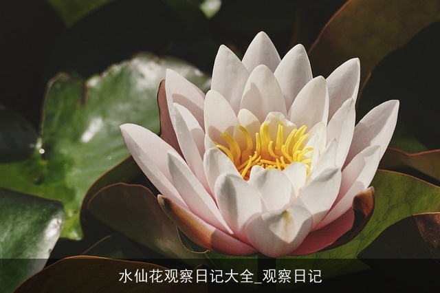 水仙花观察日记大全_观察日记