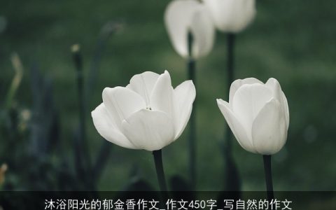 沐浴阳光的郁金香作文_作文450字_写自然的作文