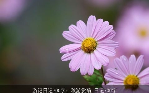 游记日记700字：秋游赏菊_日记700字