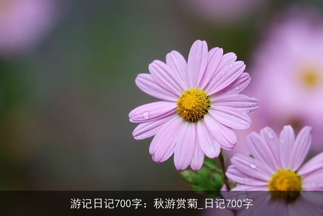 游记日记700字：秋游赏菊_日记700字