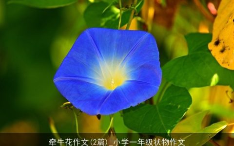 牵牛花作文(2篇)_小学一年级状物作文