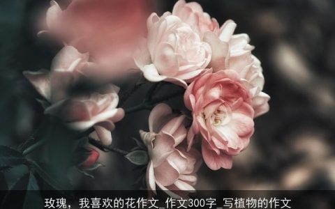 玫瑰，我喜欢的花作文_作文300字_写植物的作文