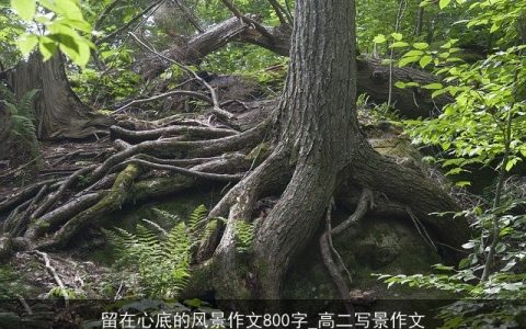 留在心底的风景作文800字_高二写景作文