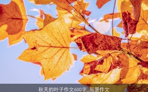 秋天的叶子作文600字_写景作文