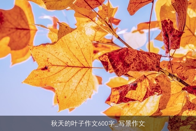 秋天的叶子作文600字_写景作文