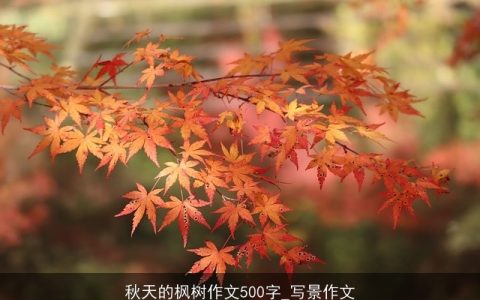 秋天的枫树作文500字_写景作文