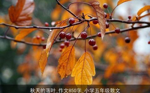 秋天的落叶_作文850字_小学五年级散文