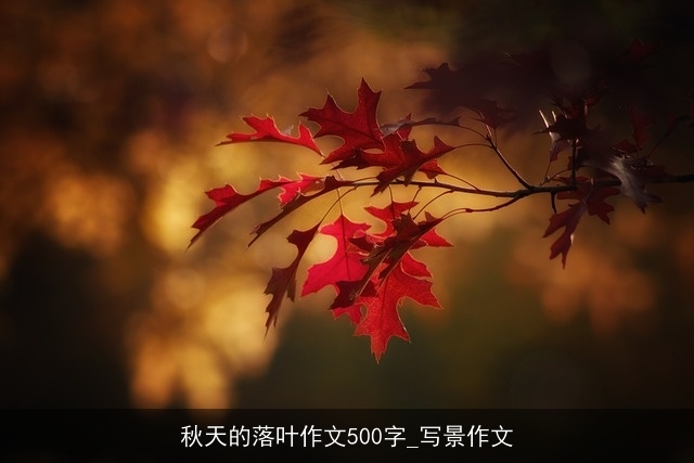 秋天的落叶作文500字_写景作文