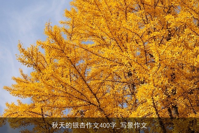 秋天的银杏作文400字_写景作文