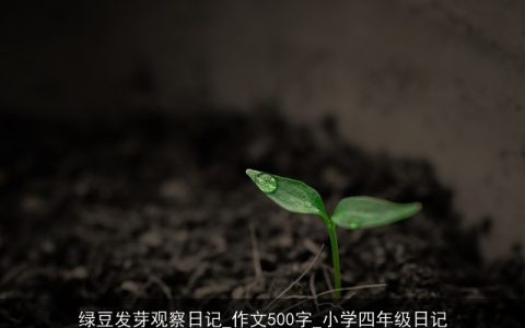 绿豆发芽观察日记_作文500字_小学四年级日记